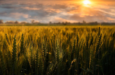 Close-up of wheat field against sky at sunset