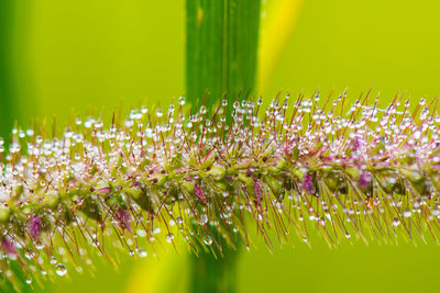 Close-up of purple flowering plants