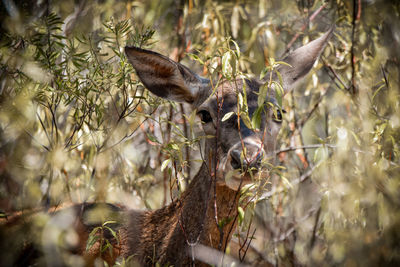 Close-up of deer on plant