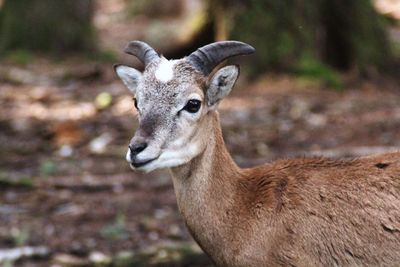 Close-up portrait of deer