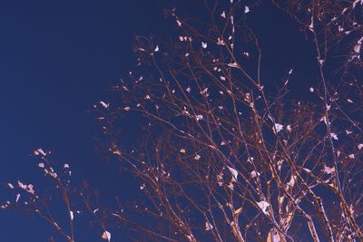 Low angle view of fireworks against clear sky at night