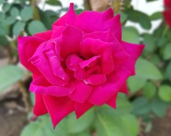 Close-up of pink rose flower