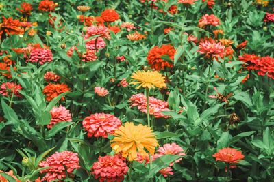 Close-up of orange flowering plants