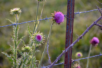 Close-up of purple thistle flower