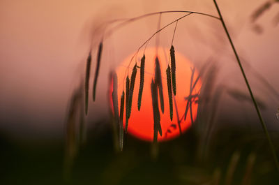 Close-up of stalks in field against orange sky