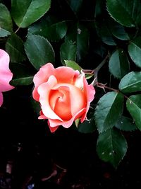 Close-up of rose bud on plant