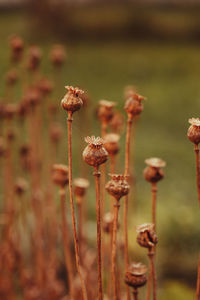 Close-up of wilted flower on field