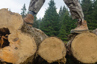 Stack of logs in forest