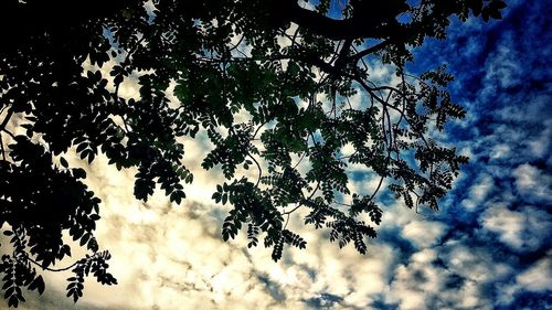 Low angle view of tree against sky