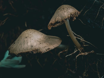 Close-up of mushroom growing on field