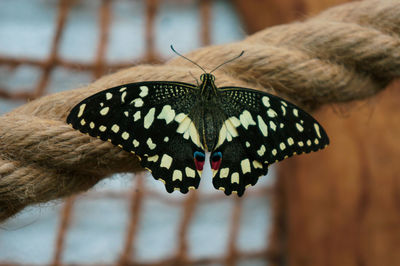 Close-up of butterfly