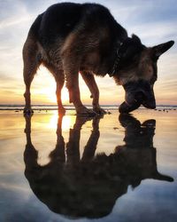 View of dog drinking water from beach