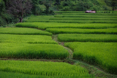 Scenic view of agricultural field