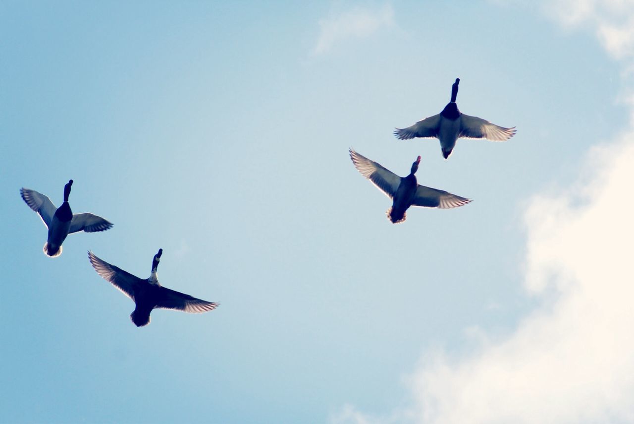 flying, bird, low angle view, mid-air, spread wings, animals in the wild, animal themes, wildlife, sky, seagull, motion, freedom, on the move, blue, cloud - sky, flock of birds, two animals, flight, day, nature