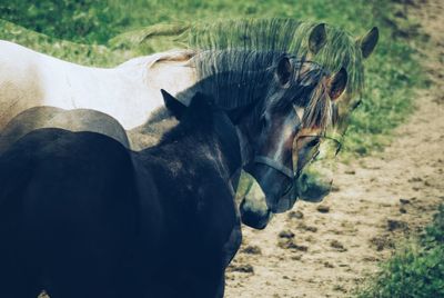 Horses in a field