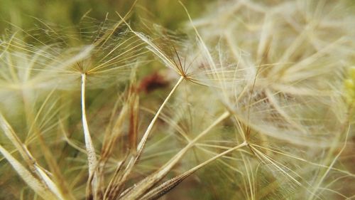 Close-up of dandelion