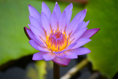 Close-up of purple flower