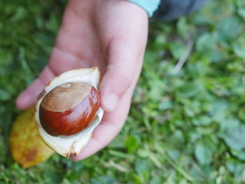 Cropped image of child hand holding chestnut