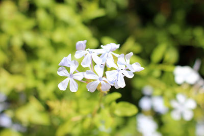 Close-up of white flowering plant