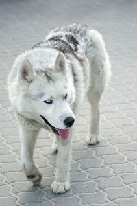 Close-up of dog standing on footpath