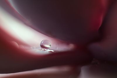 Close-up of dewdrop on succulent