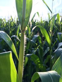 Close-up of fresh green plant in field