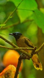 Close-up of bird perching on branch