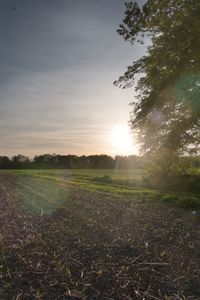 Sun shining through trees on field