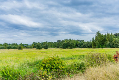 Scenic view of field against sky