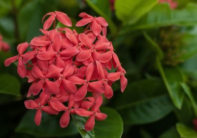 Close-up of pink flowering plant