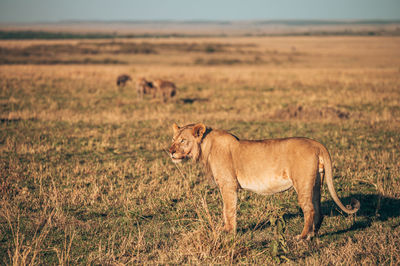 View of cat on field