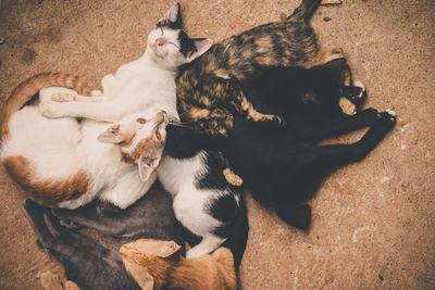 High angle view of stray cats resting on street