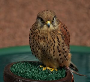 Close-up of owl perching outdoors