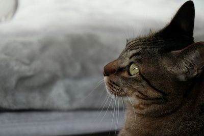 Close-up of a cat looking away