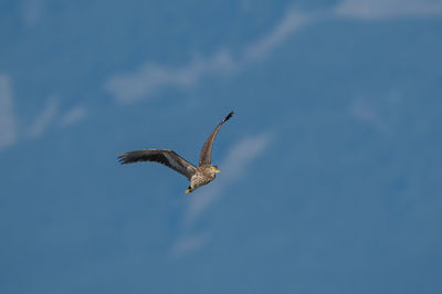 Low angle view of eagle flying in sky