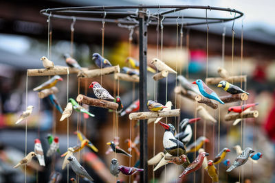 Low angle view of birds