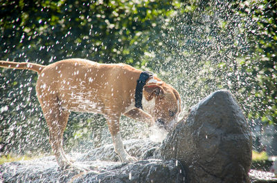 Dog playing with splashing water on rock