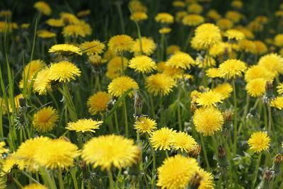 Close-up of yellow flowering plants on field