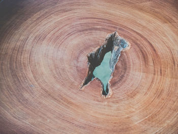 Full frame shot of tree stump