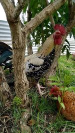 Bird perching on a tree