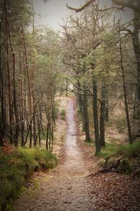 Dirt road passing through forest