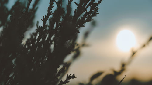 Close-up of silhouette plant against sunset