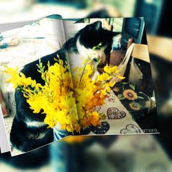 Close-up of yellow flowers on table