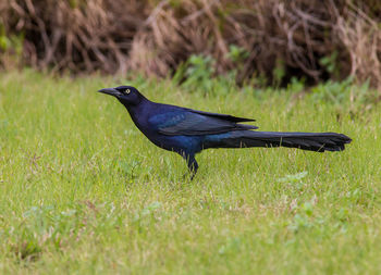 Side view of a bird on grass