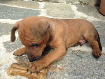 High angle view of dog