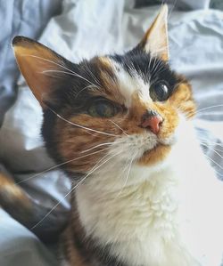 Close-up portrait of a cat