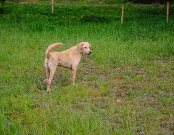 Dog standing in field