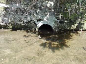 View of turtle in water