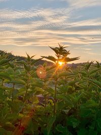 Plants growing on field against sky during sunset