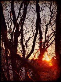 Bare trees at sunset